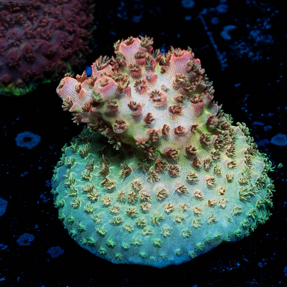 Optimus Prime Acropora