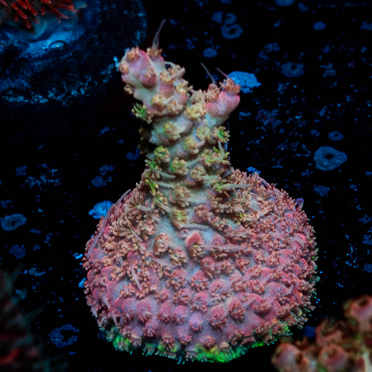 Voodoo Magic Acropora 
