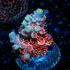 Cherry Bomb Tenuis Acropora 