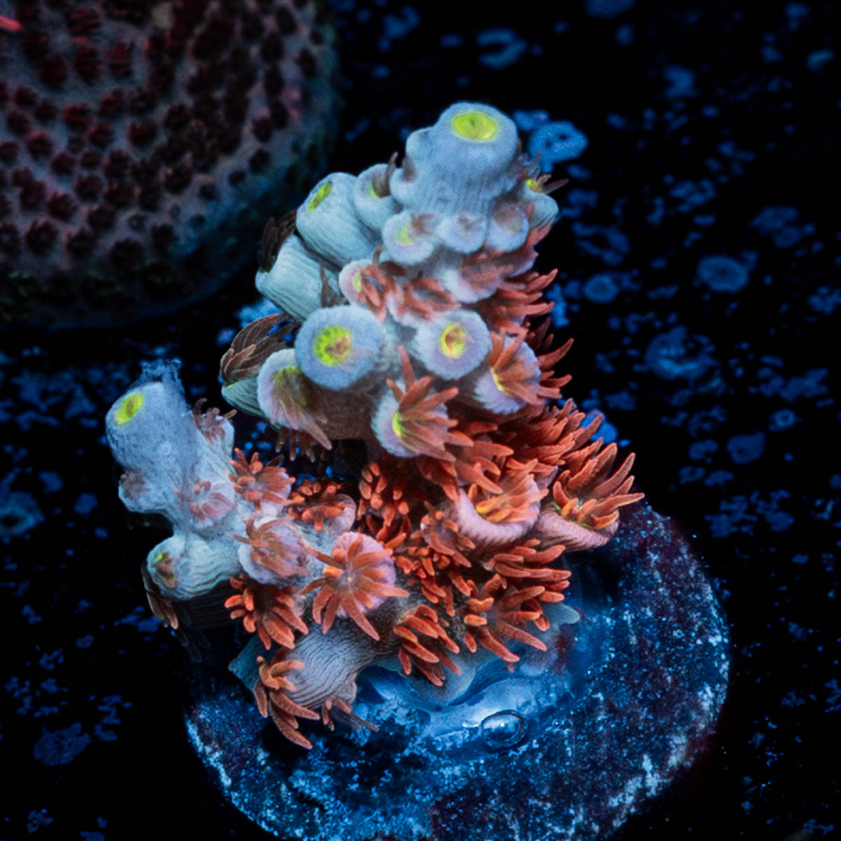 Cherry Bomb Tenuis Acropora 
