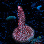 Judge Judy Millepora