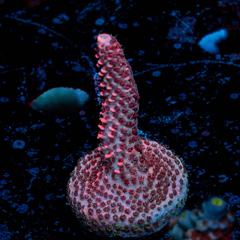 Judge Judy Millepora