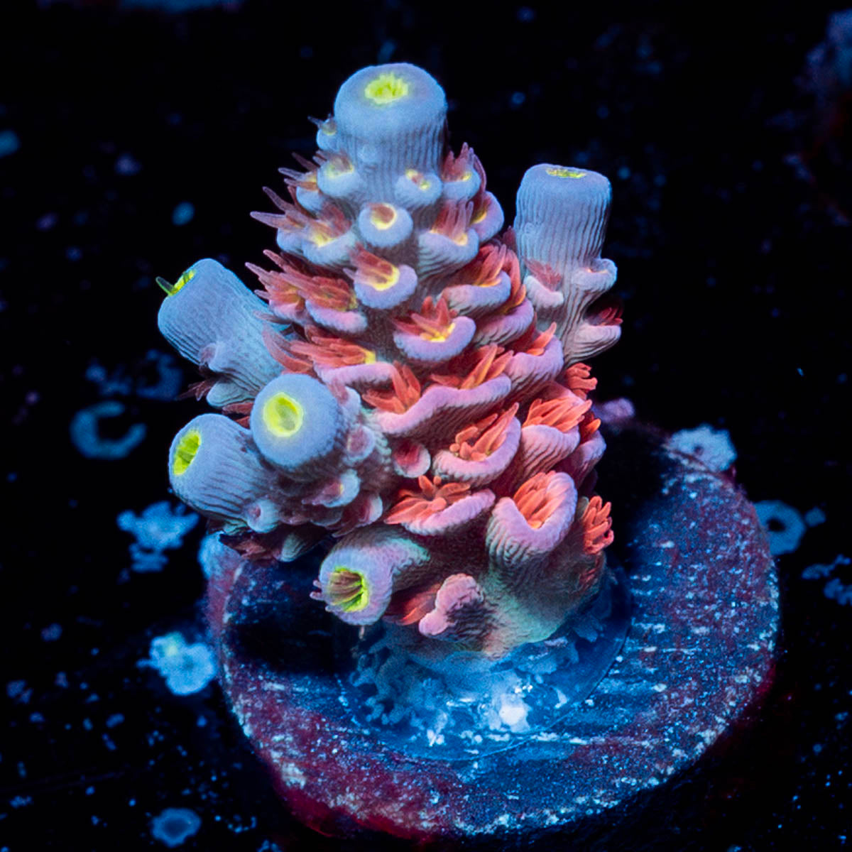 Cherry Bomb Tenuis Acropora 