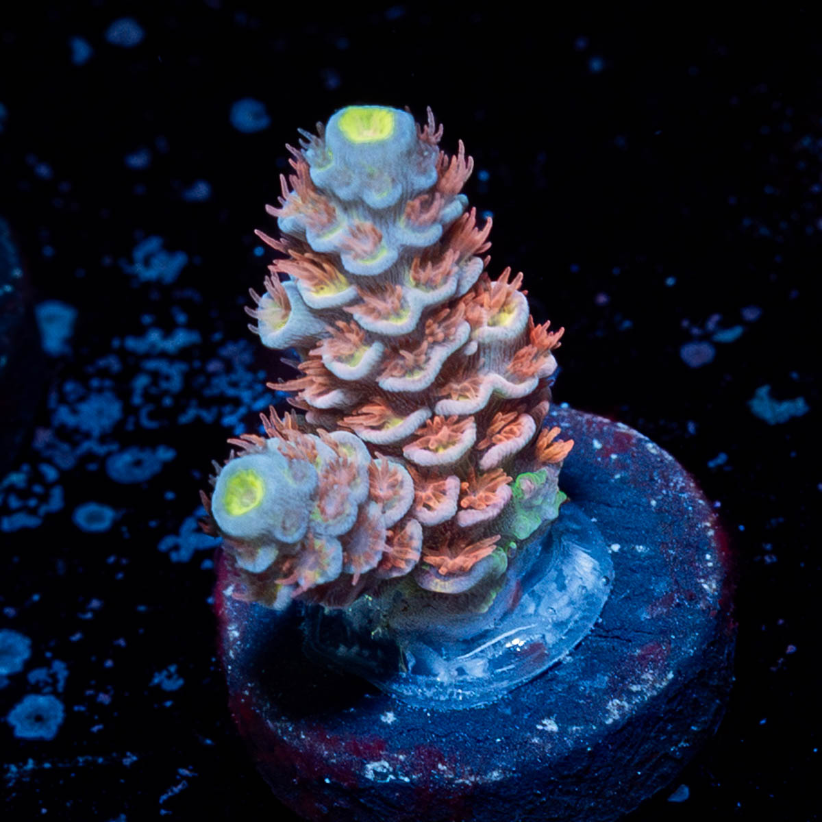 Cherry Bomb Tenuis Acropora 