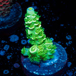 Domicile Disrupter Tenuis Acropora