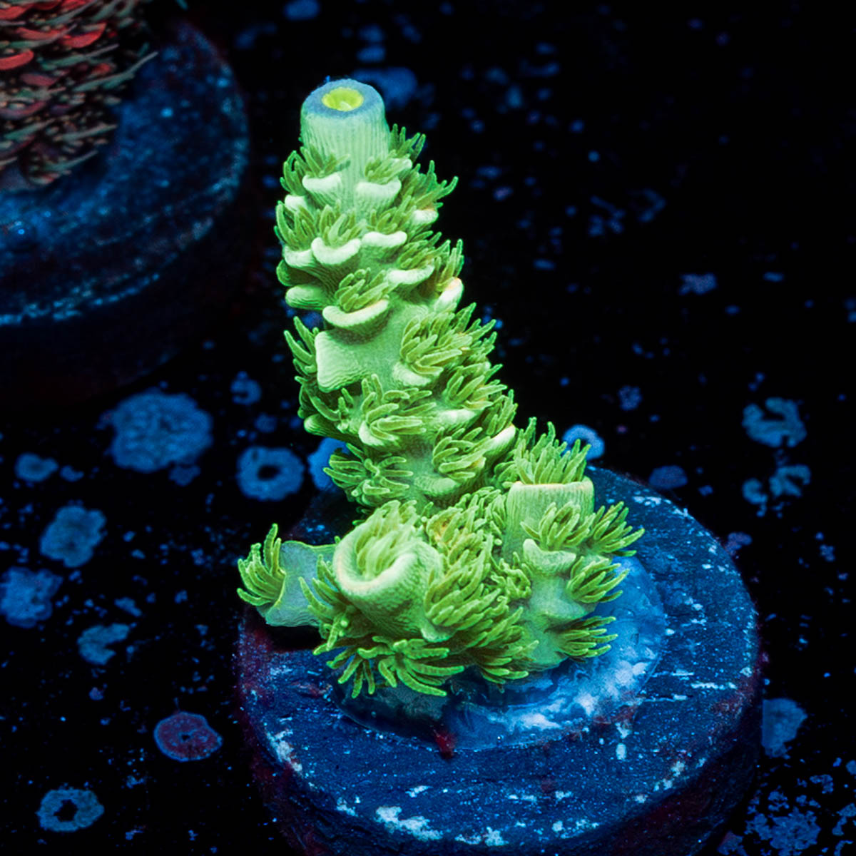 Domicile Disrupter Tenuis Acropora