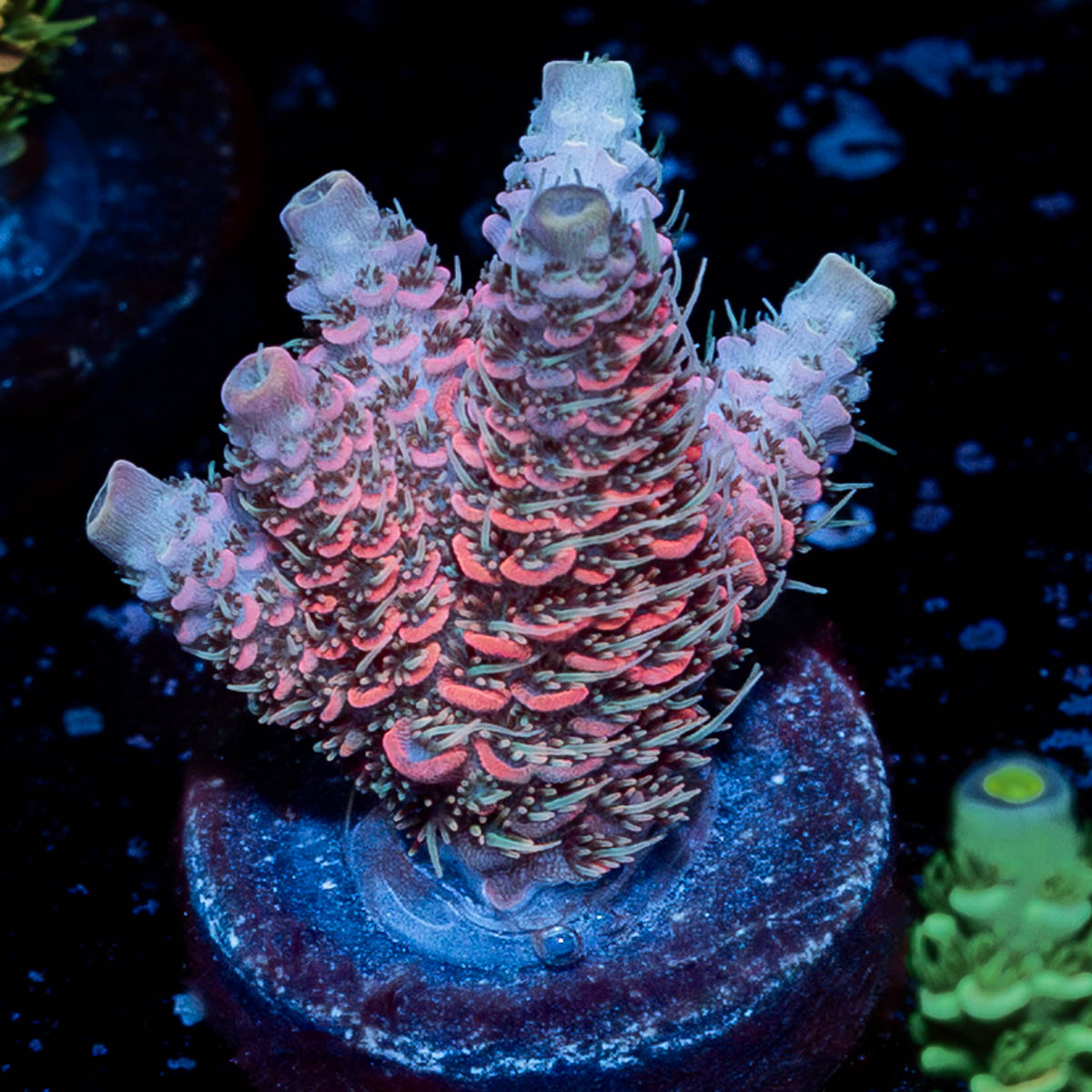 Judge Judy Millepora