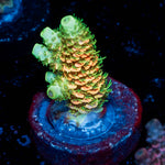 RMF Acid Trip Millepora