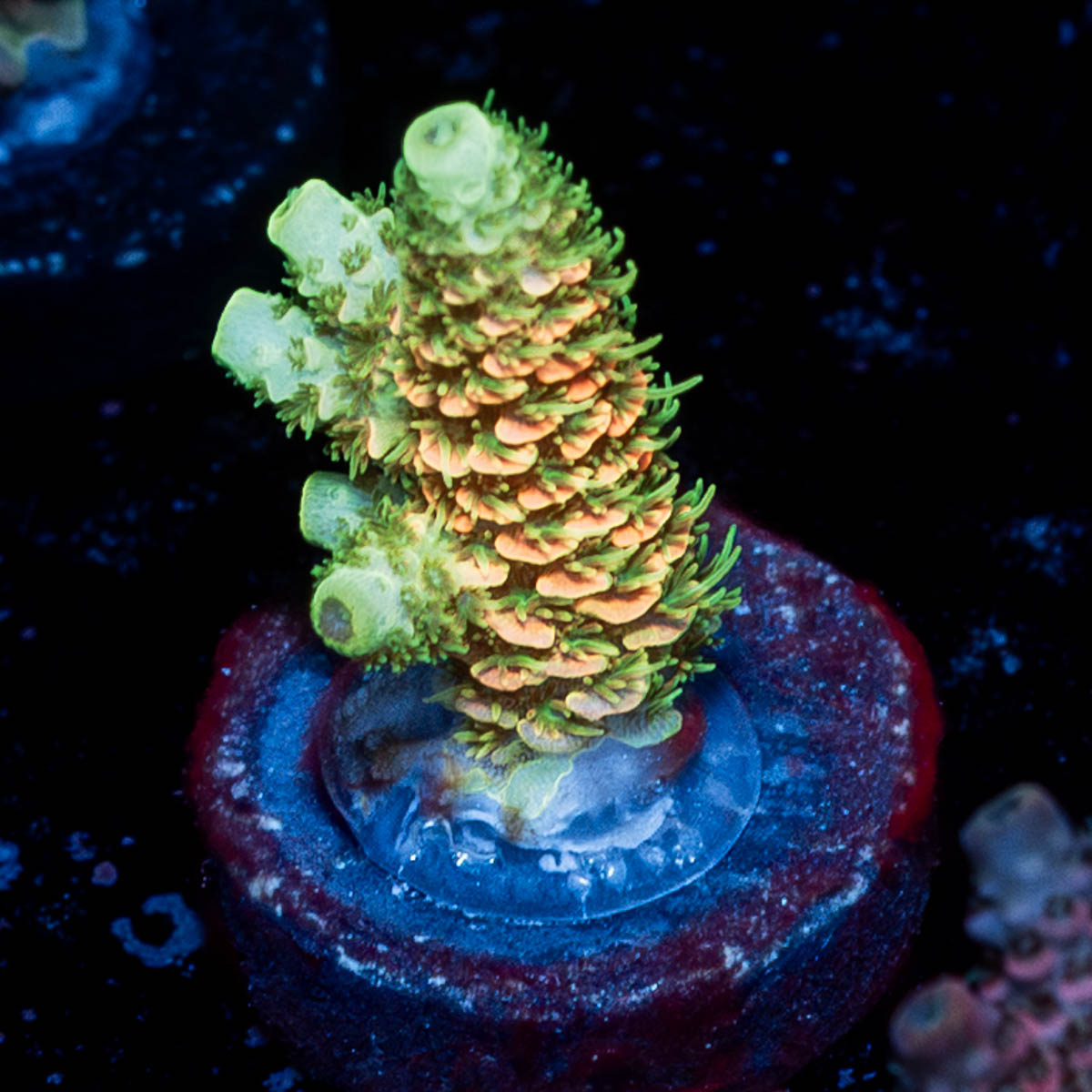 RMF Acid Trip Millepora