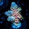 Care Bears Tenuis Acropora