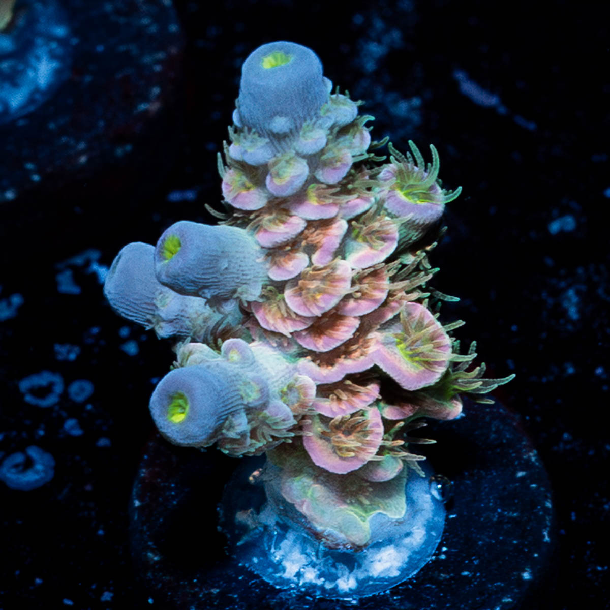 Care Bears Tenuis Acropora