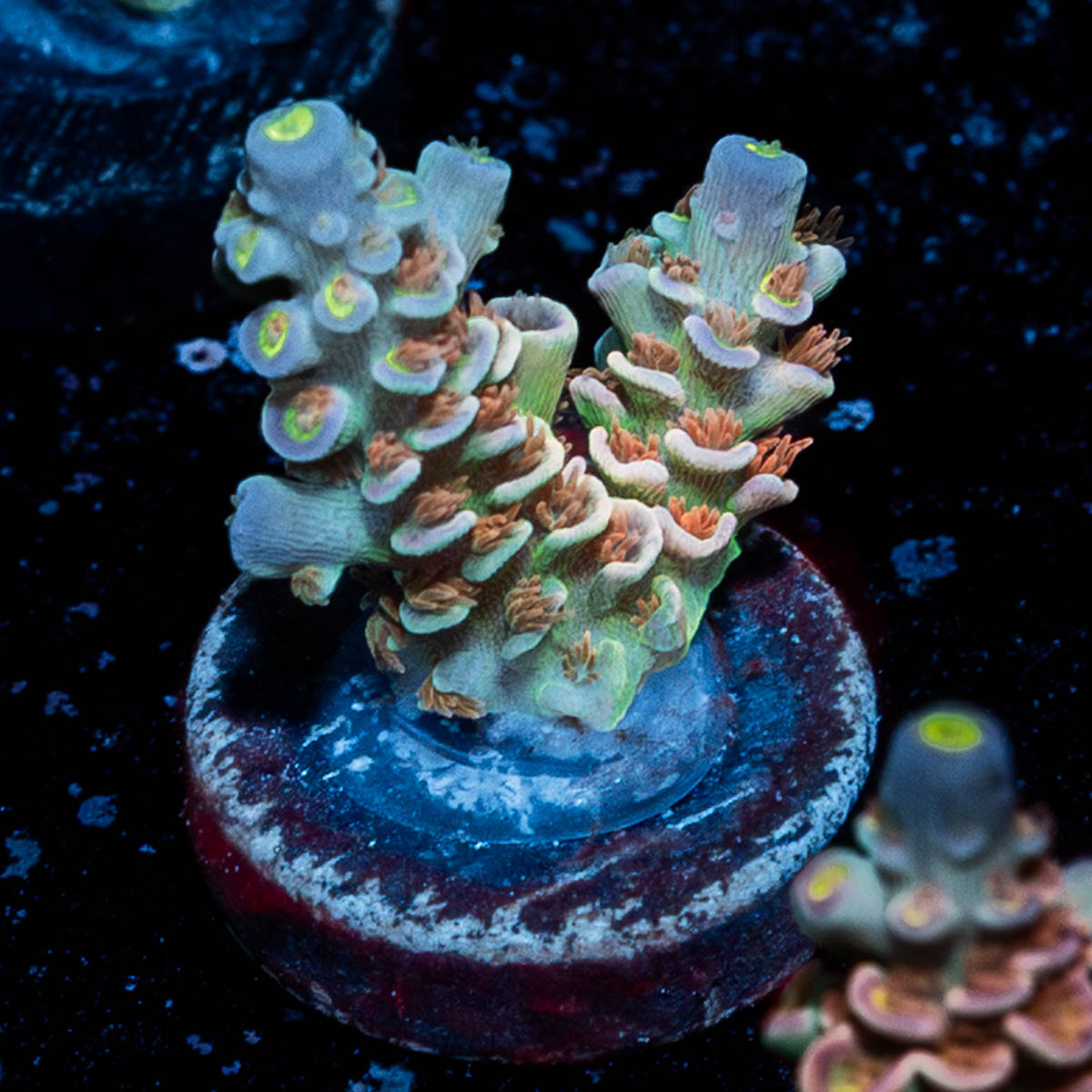 Chevron Tenuis Acropora 