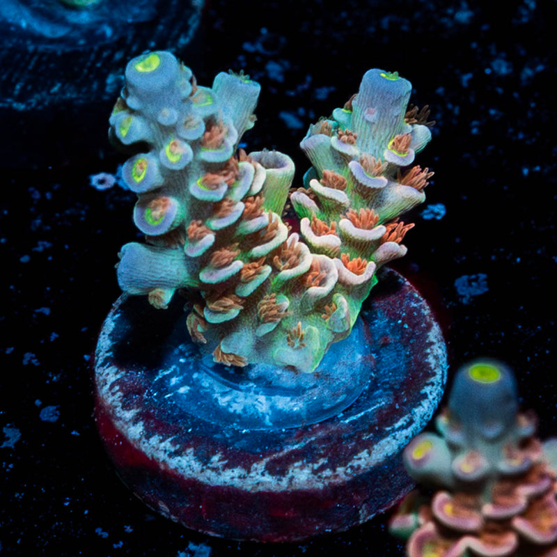 Chevron Tenuis Acropora