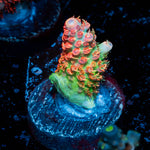 Princess Peach Acropora 