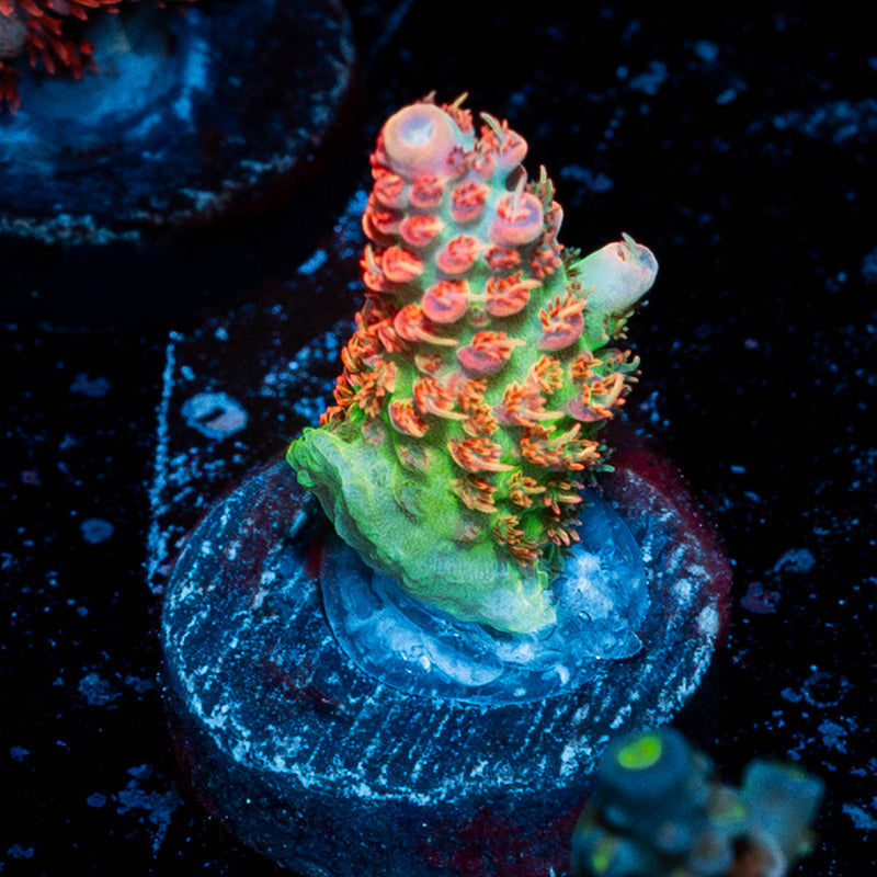 Princess Peach Acropora