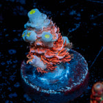 Cherry Bomb Tenuis Acropora 