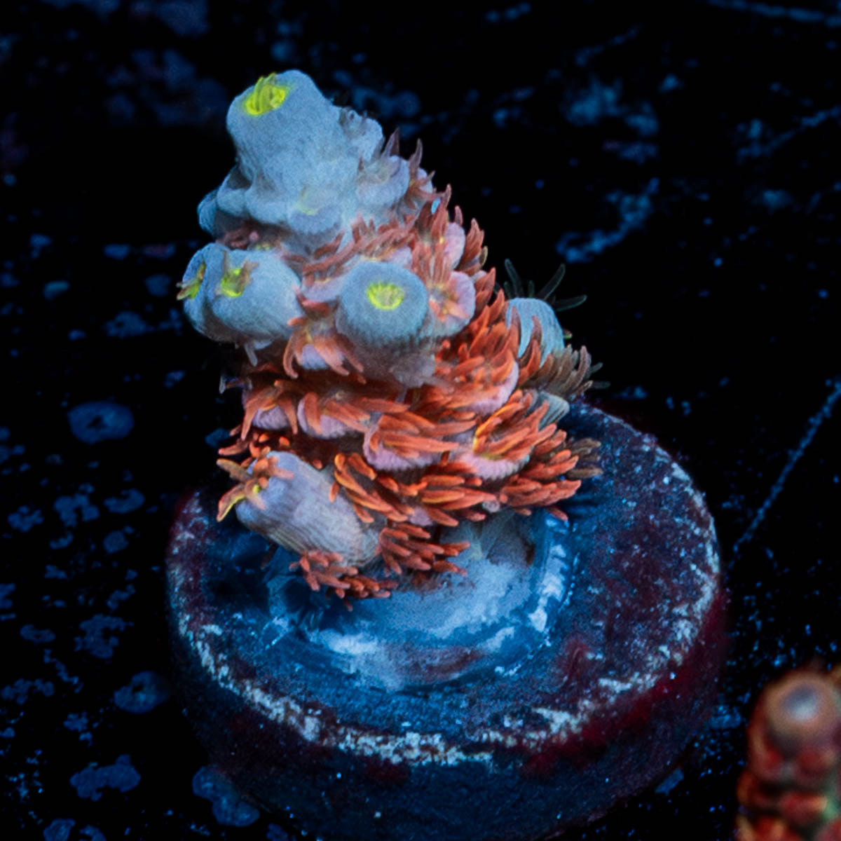 Cherry Bomb Tenuis Acropora 