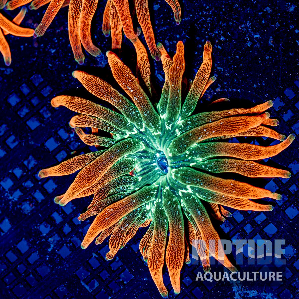 Aquacultured Rainbow Bubble Anemone Close-to-WYSIWYG