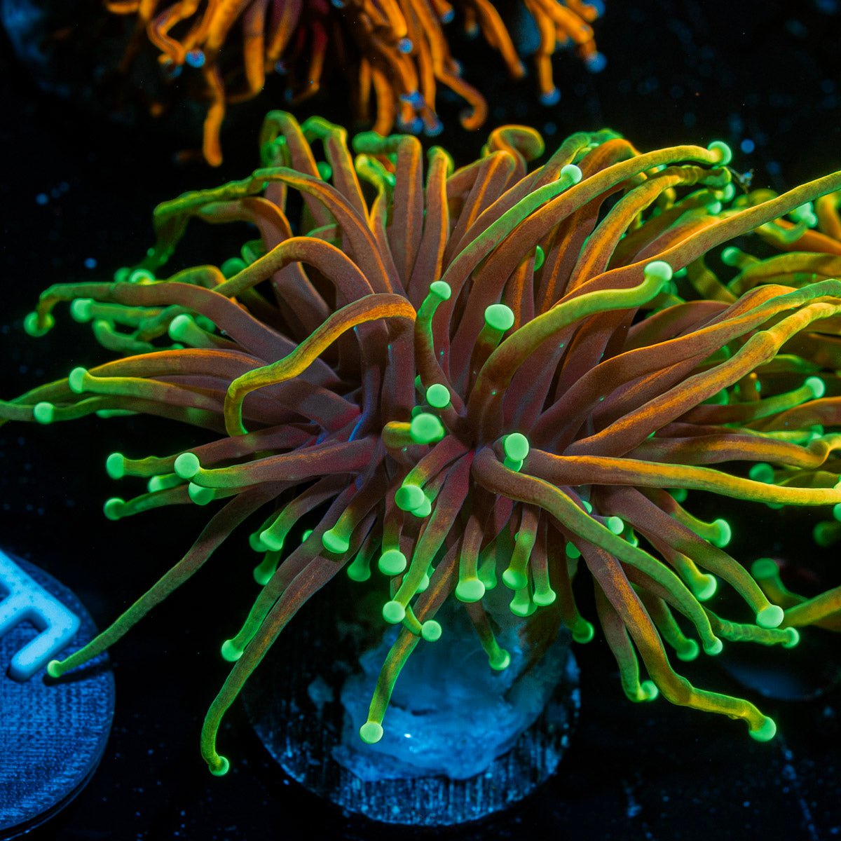21 Tail Torch Euphyllia Coral