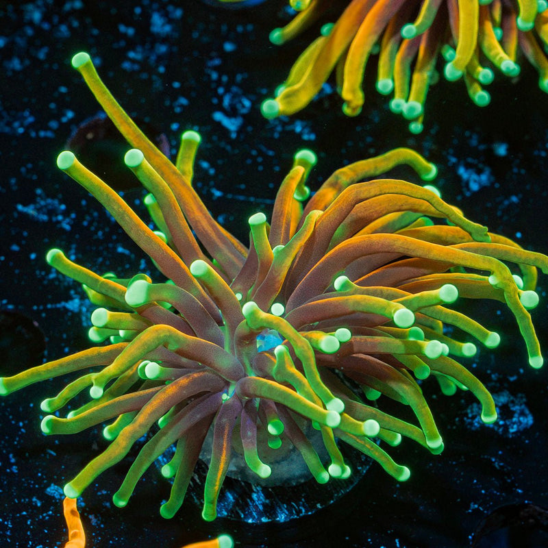 21 Tails Torch Euphyllia Coral with flowing tentacles in reef aquarium
