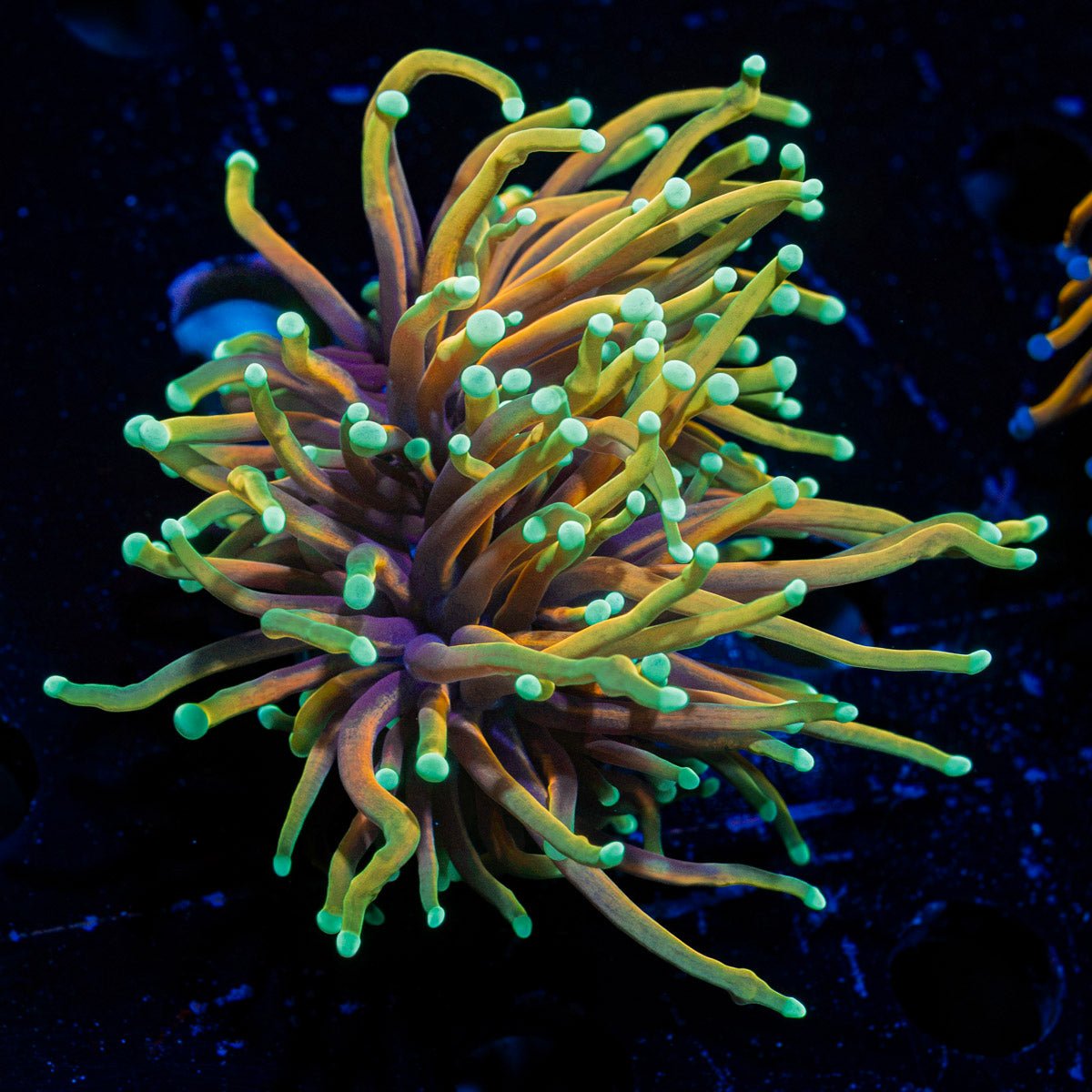 21 Tails torch Euphyllia Coral with flowing tentacles in reef aquarium