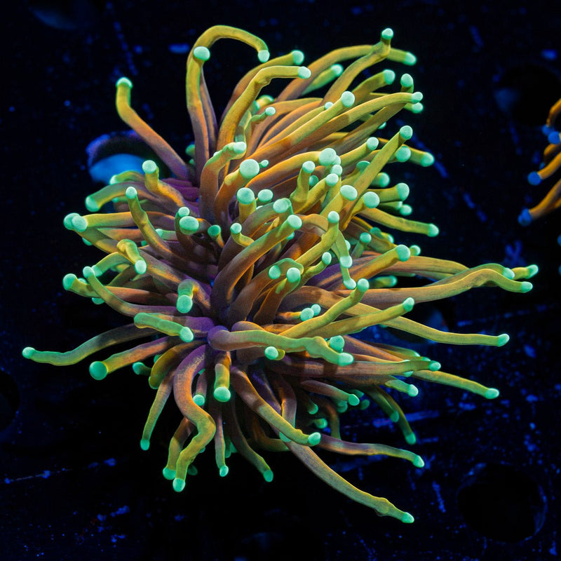 21 Tails torch Euphyllia Coral with flowing tentacles in reef aquarium