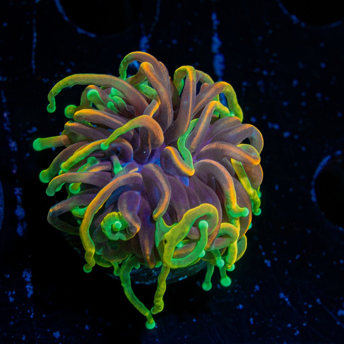 21 tails Torch Euphyllia Coral with flowing tentacles in reef aquarium