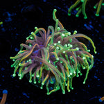 21 tails Torch Euphyllia Coral with flowing tentacles in reef aquarium