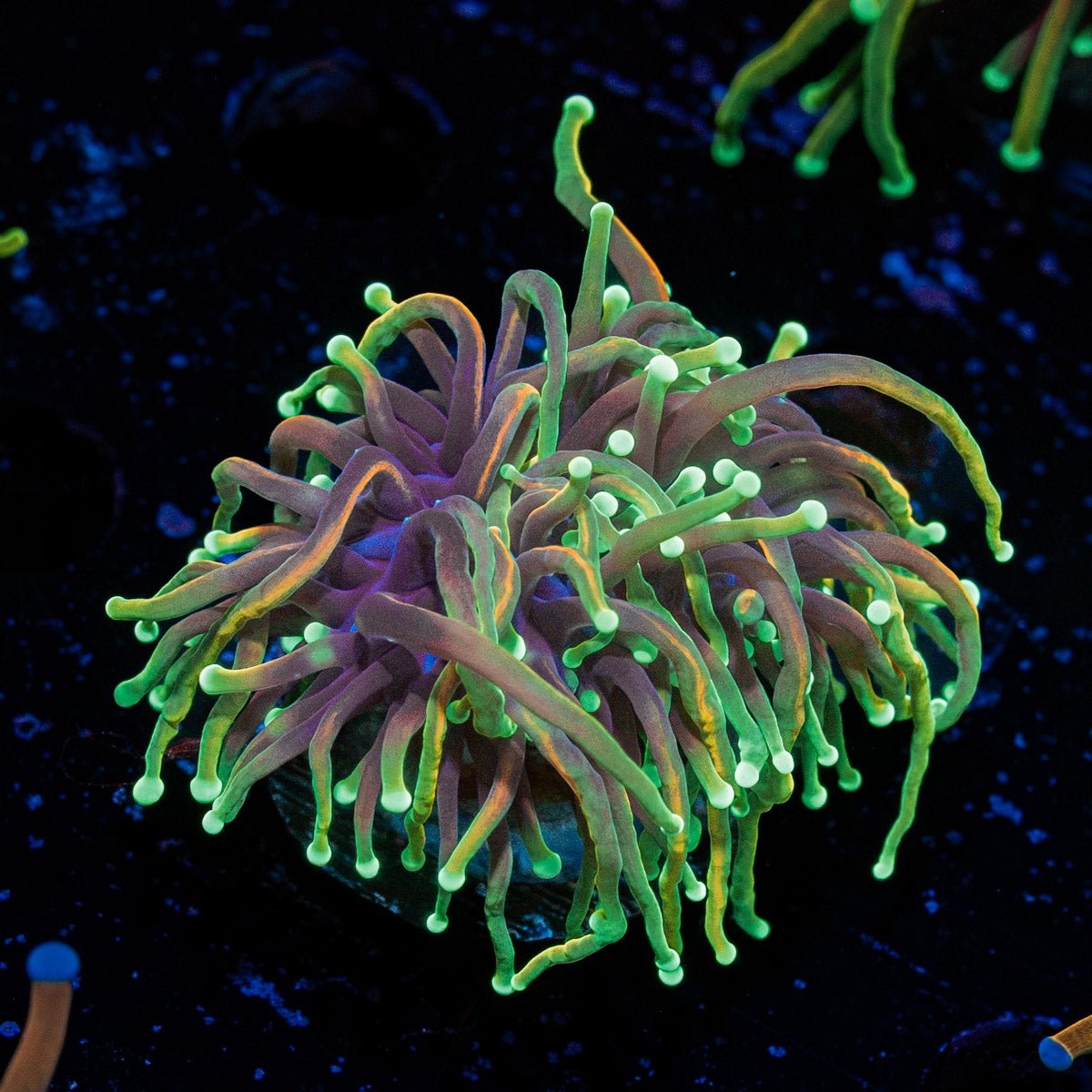 21 tails Torch Euphyllia Coral with flowing tentacles in reef aquarium