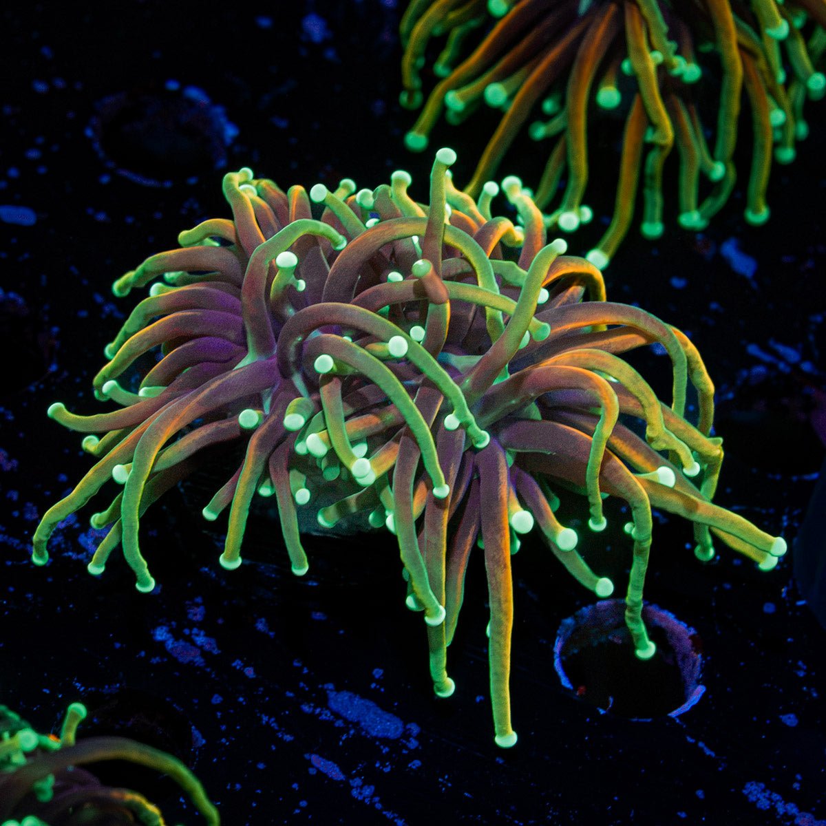 21 tails Torch Euphyllia Coral with flowing tentacles in reef aquarium