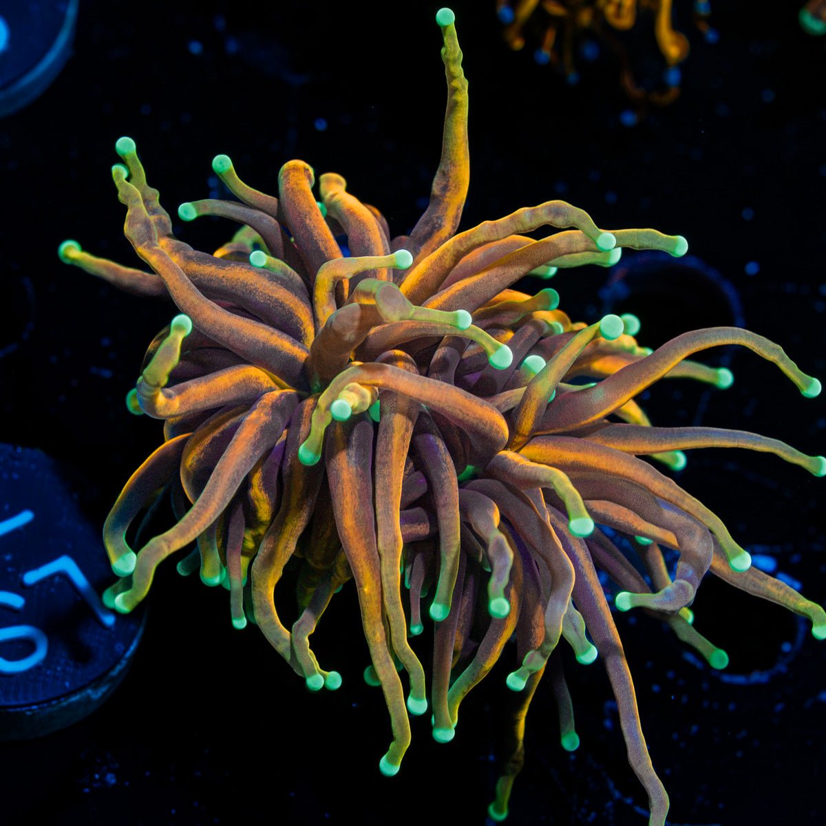21 tails Torch Euphyllia Coral with flowing tentacles in reef aquarium