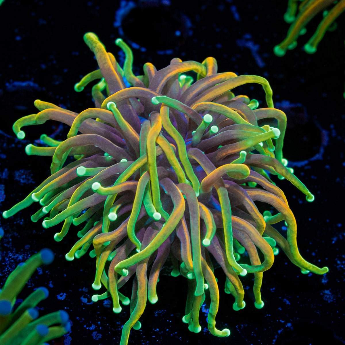 21 tails Torch Euphyllia Coral with flowing tentacles in reef aquarium