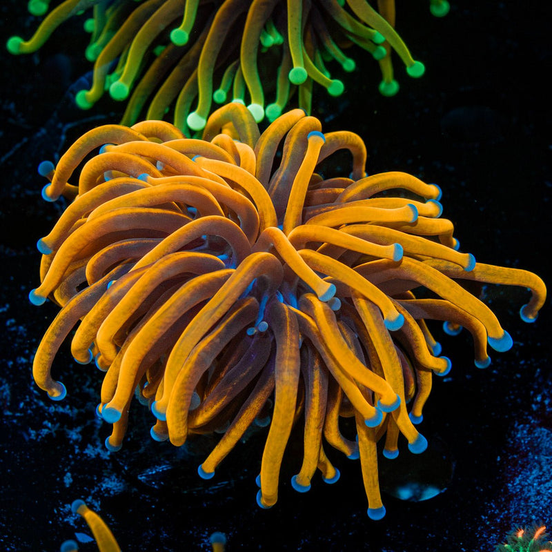 24K Gold Torch Euphyllia Coral with flowing tentacles in reef aquarium