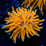 24K Gold Torch Euphyllia Coral with flowing tentacles in reef aquarium
