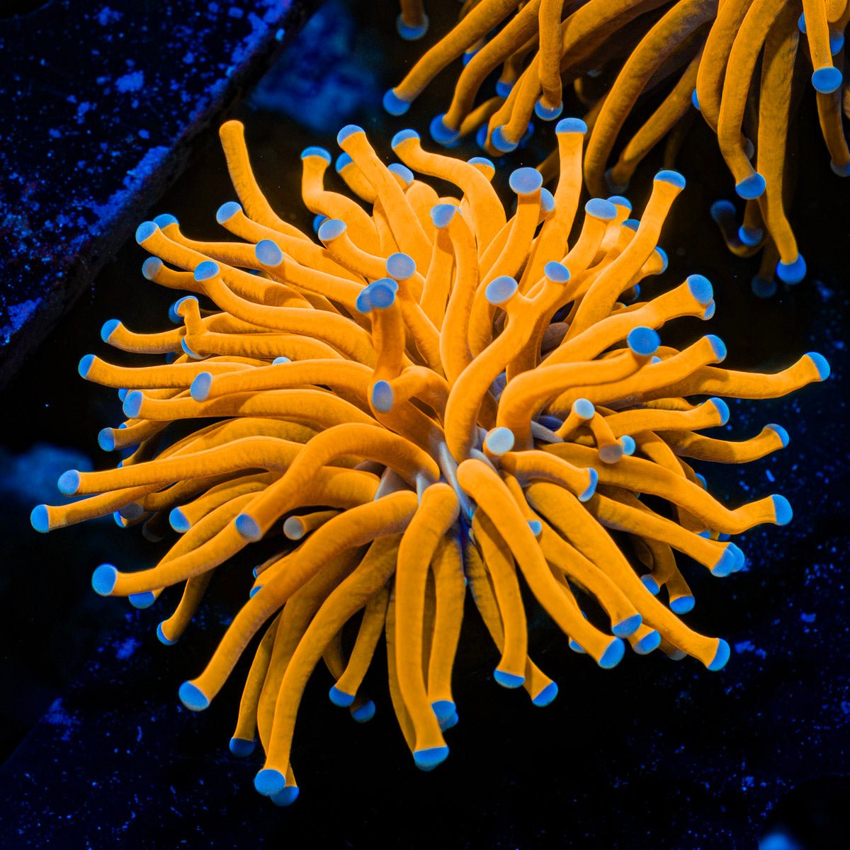 24K Gold Torch Euphyllia Coral with flowing tentacles in reef aquarium