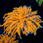 24K Gold Torch Euphyllia Coral with flowing tentacles in reef aquarium