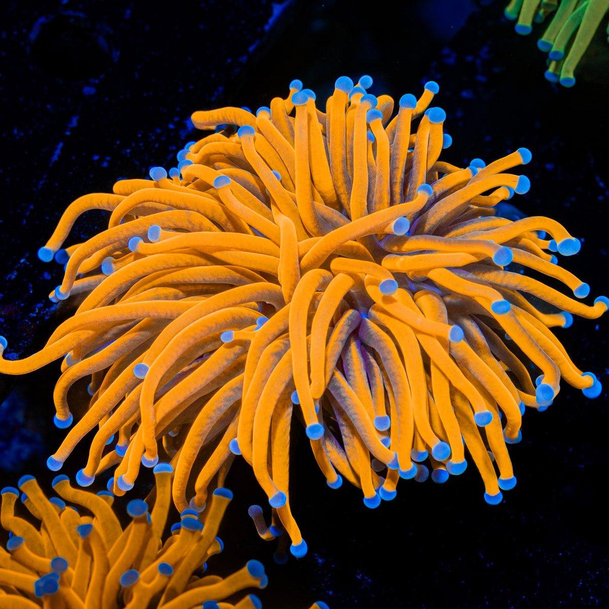 24K Gold Torch Euphyllia Coral with flowing tentacles in reef aquarium