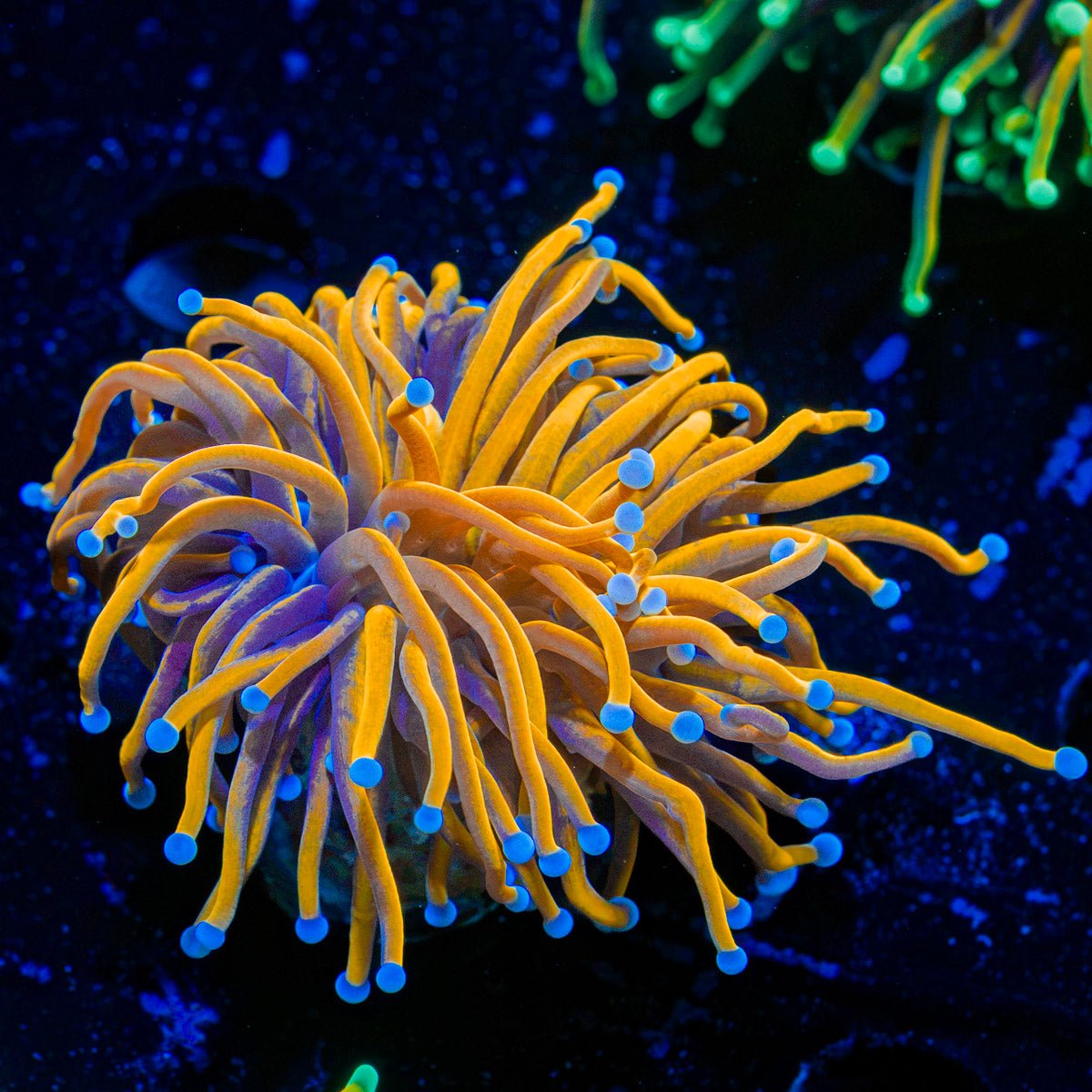 24K Gold Torch Euphyllia Coral with flowing tentacles in reef aquarium