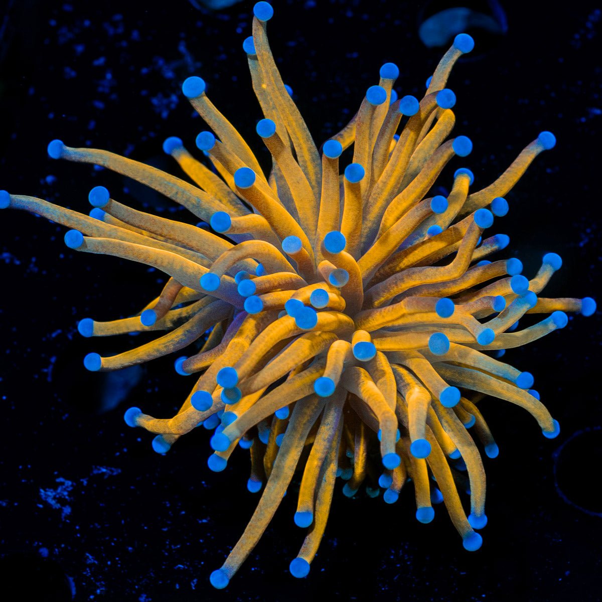 24K Gold Torch Euphyllia Coral with flowing tentacles in reef aquarium