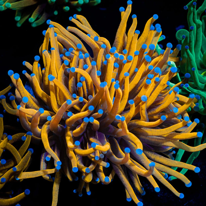24K Torch Euphyllia Coral