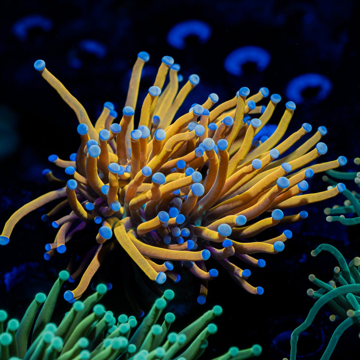 24k Torch Euphyllia with flowing tentacles in reef aquarium