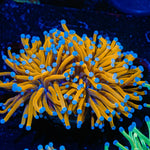 24K Torch Euphyllia Coral with flowing tentacles in reef aquarium
