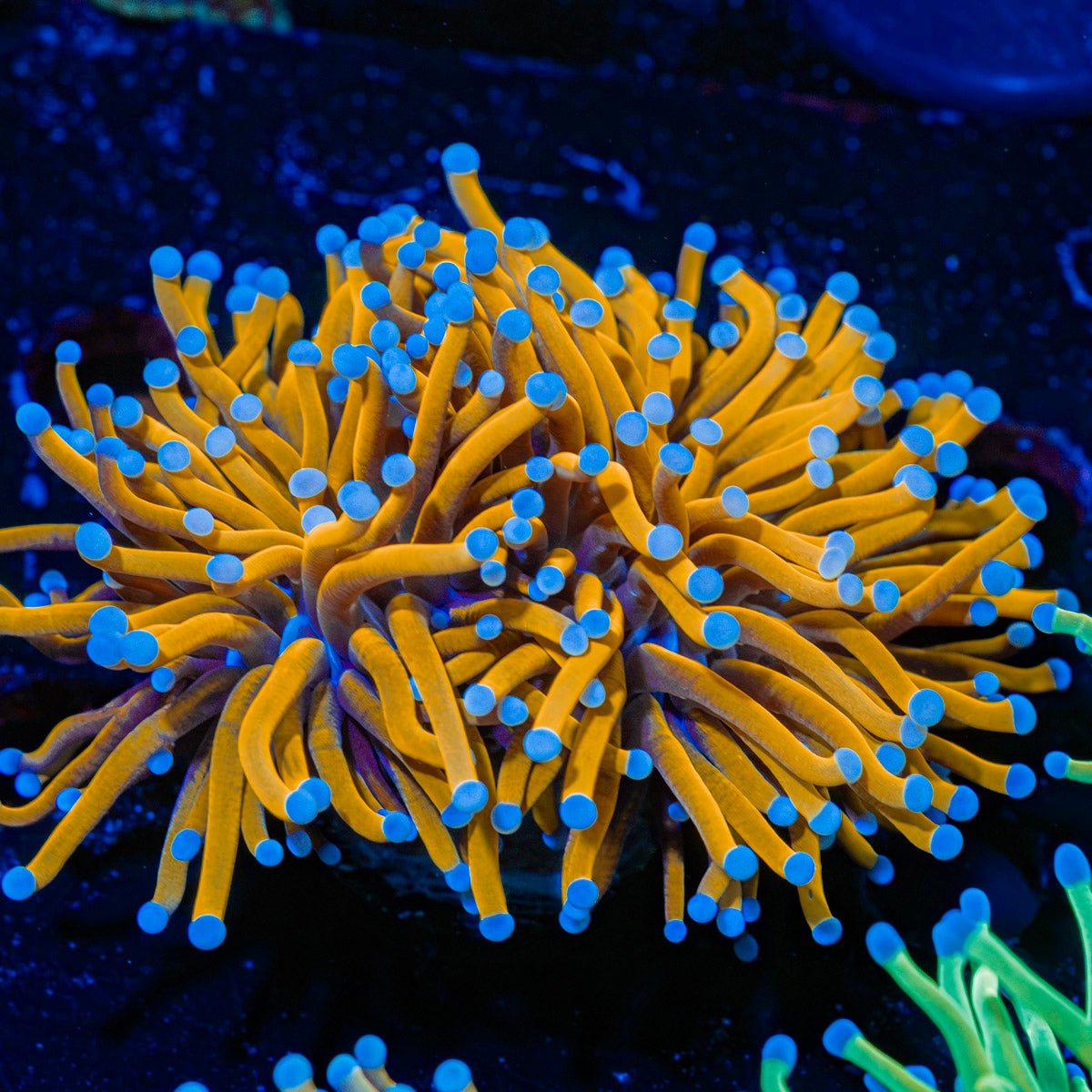 24K Torch Euphyllia Coral with flowing tentacles in reef aquarium