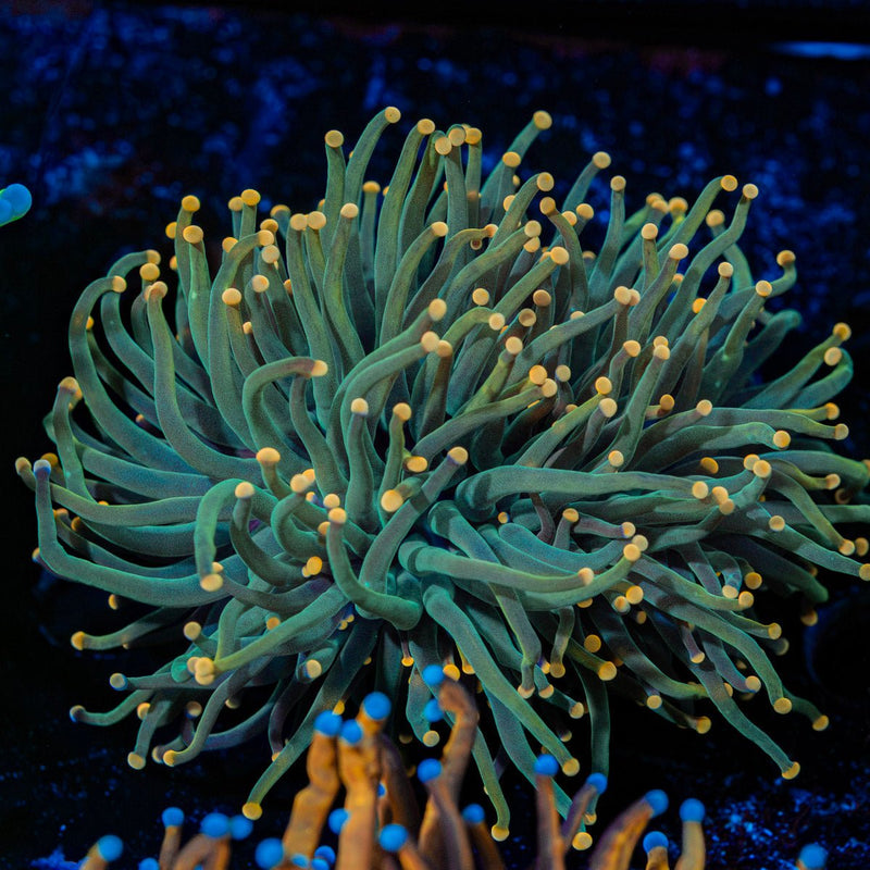 2GC Rapunzel Torch Euphyllia Coral with flowing tentacles in reef aquarium