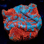 Volcano Acanthophyllia - riptide aquaculture llc