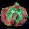 Deadpool Trachyphyllia - riptide aquaculture llc
