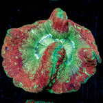 Deadpool Trachyphyllia - riptide aquaculture llc