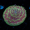 Fungia plate - riptide aquaculture llc