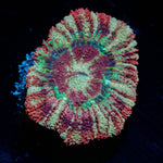 Cyclops Asian Acan - riptide aquaculture llc