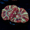 Cyclops Asian Acan - riptide aquaculture llc